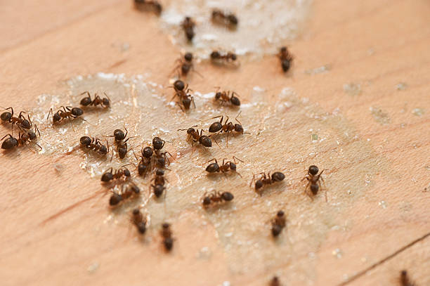 Best Wildlife Control Services  in Ashton Sandy Spring, MD