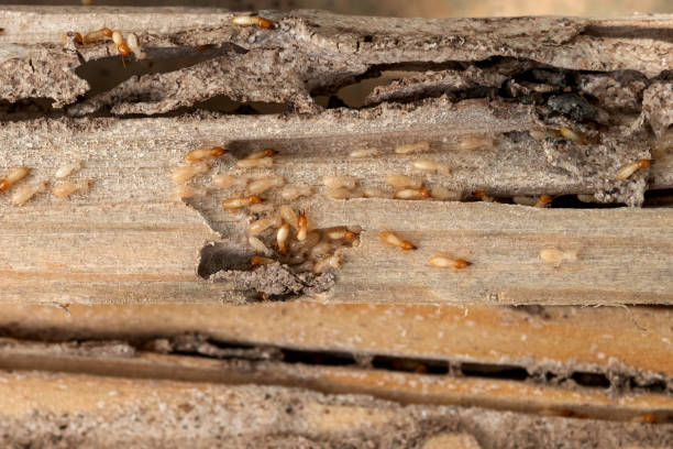 Best Pest Control Near Me in Ashton Sandy Spring, MD